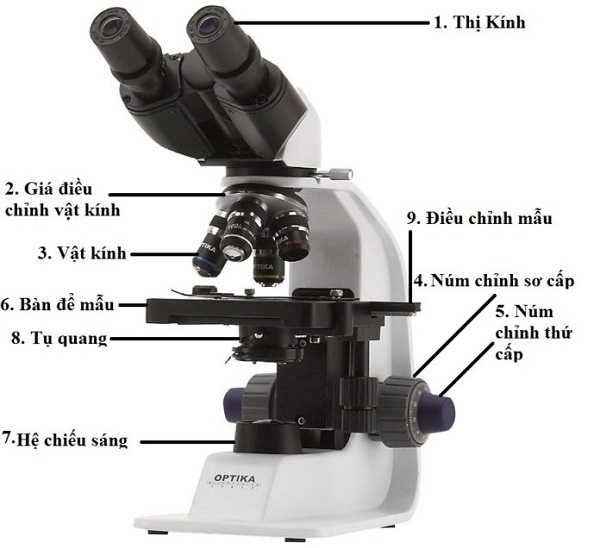 Cấu tạo chi tiết của kính hiển vi quang học 2 mắt kính